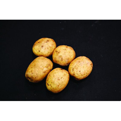 Home Guard Seed Potatoes – 2kg