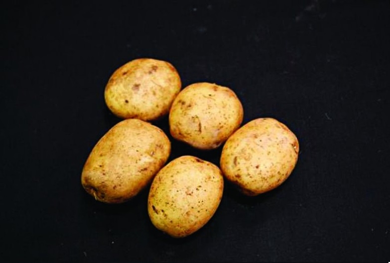 Home Guard Seed Potatoes – 2kg