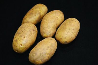 International Kidney Seed Potatoes – 25kg
