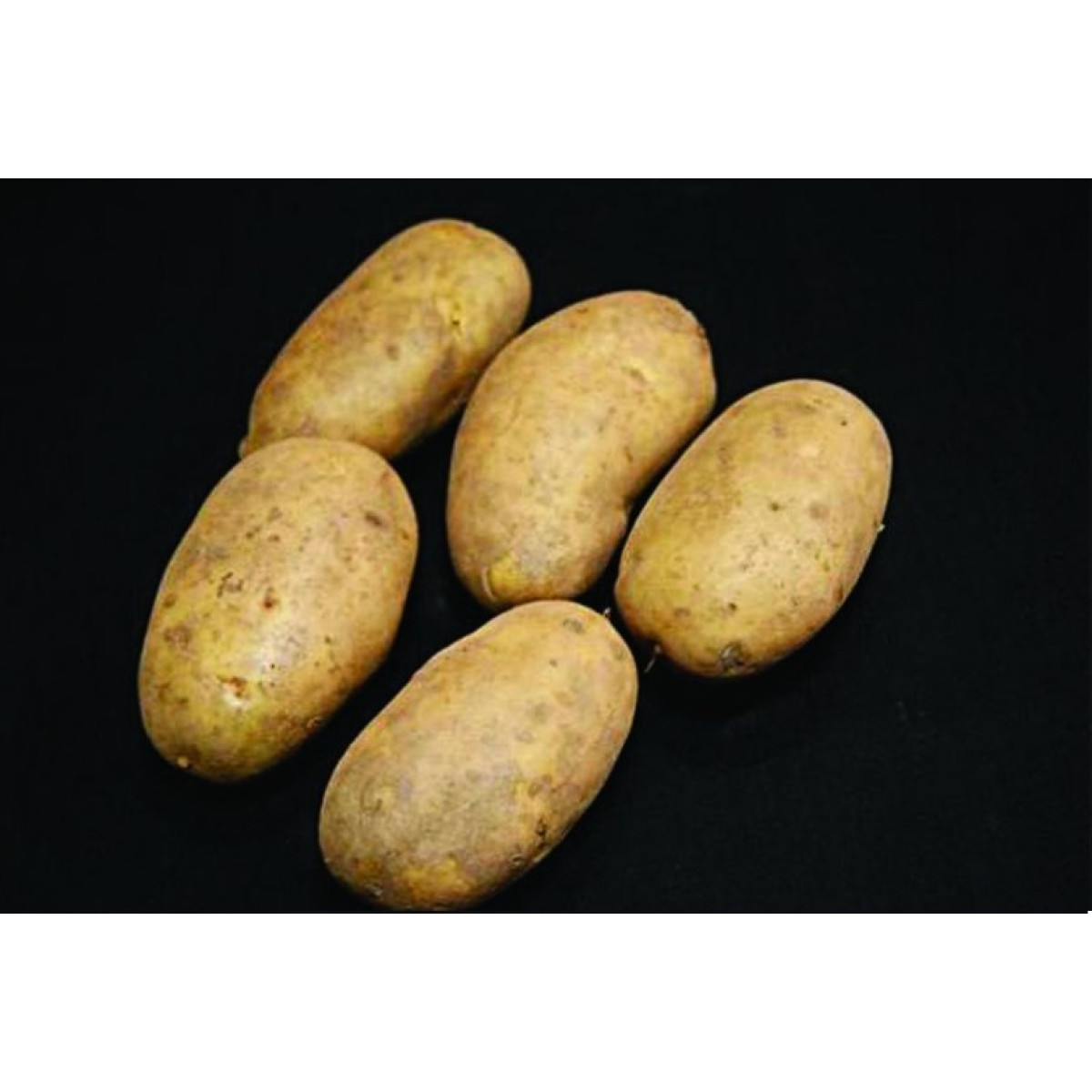International Kidney Seed Potatoes – 2kg