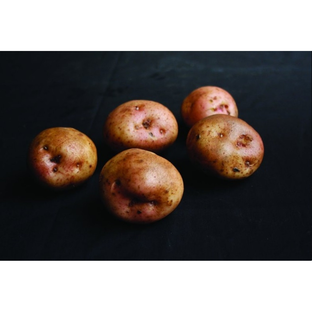 Kerrs Pink Seed Potatoes – 25kg