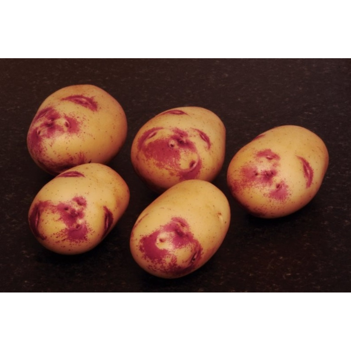 Kestrel Seed Potatoes – 2kg