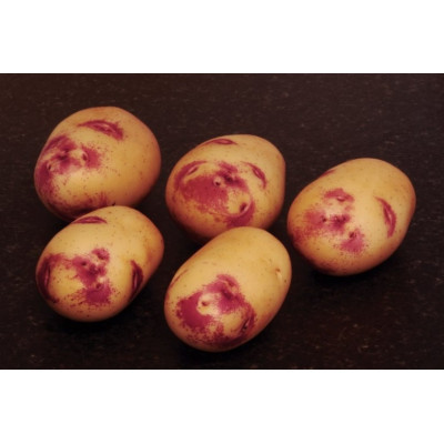 Kestrel Seed Potatoes – 2kg