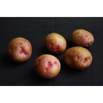 King Edward Seed Potatoes – 2kg