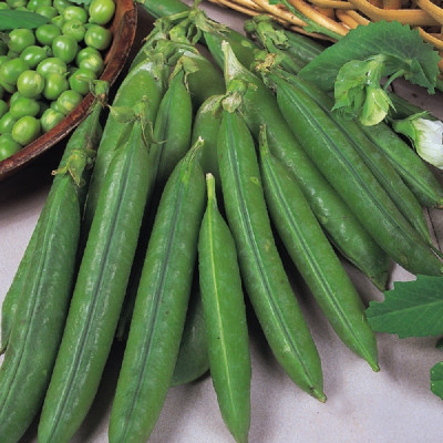Kings – Pea Douce Provence