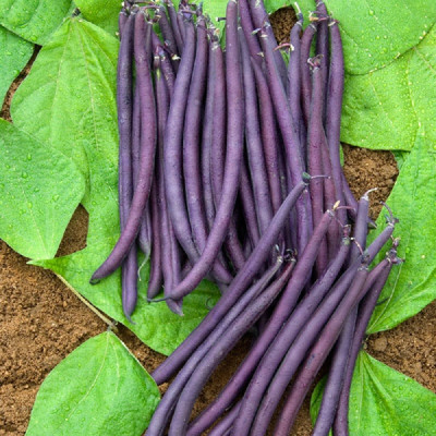 Kings – Dwarf French Bean Amethyst