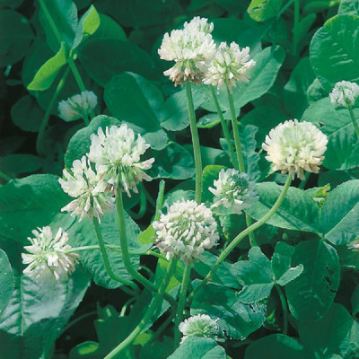 Kings – Green Manures Clover White