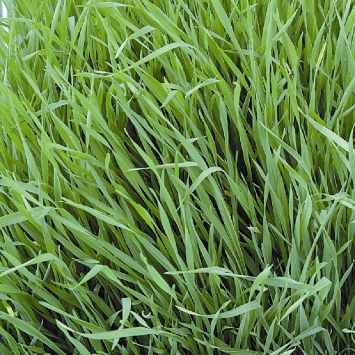 Kings – Green Manures Grazing Rye