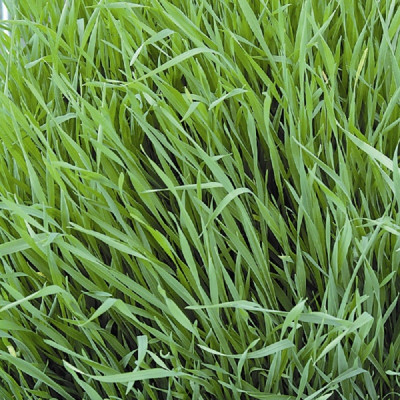 Kings – Green Manures Grazing Rye
