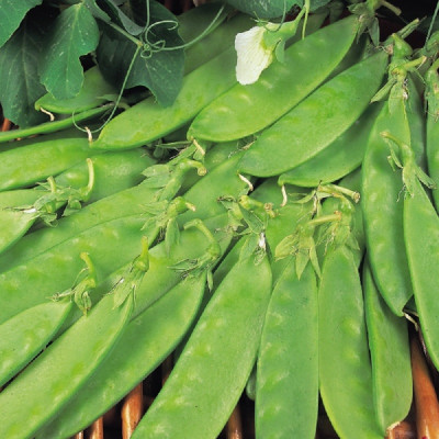 Kings – Pea Oregon Sugar Pod