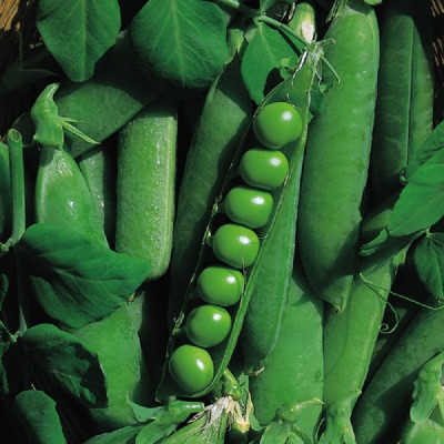 Kings – Pea Early Onward