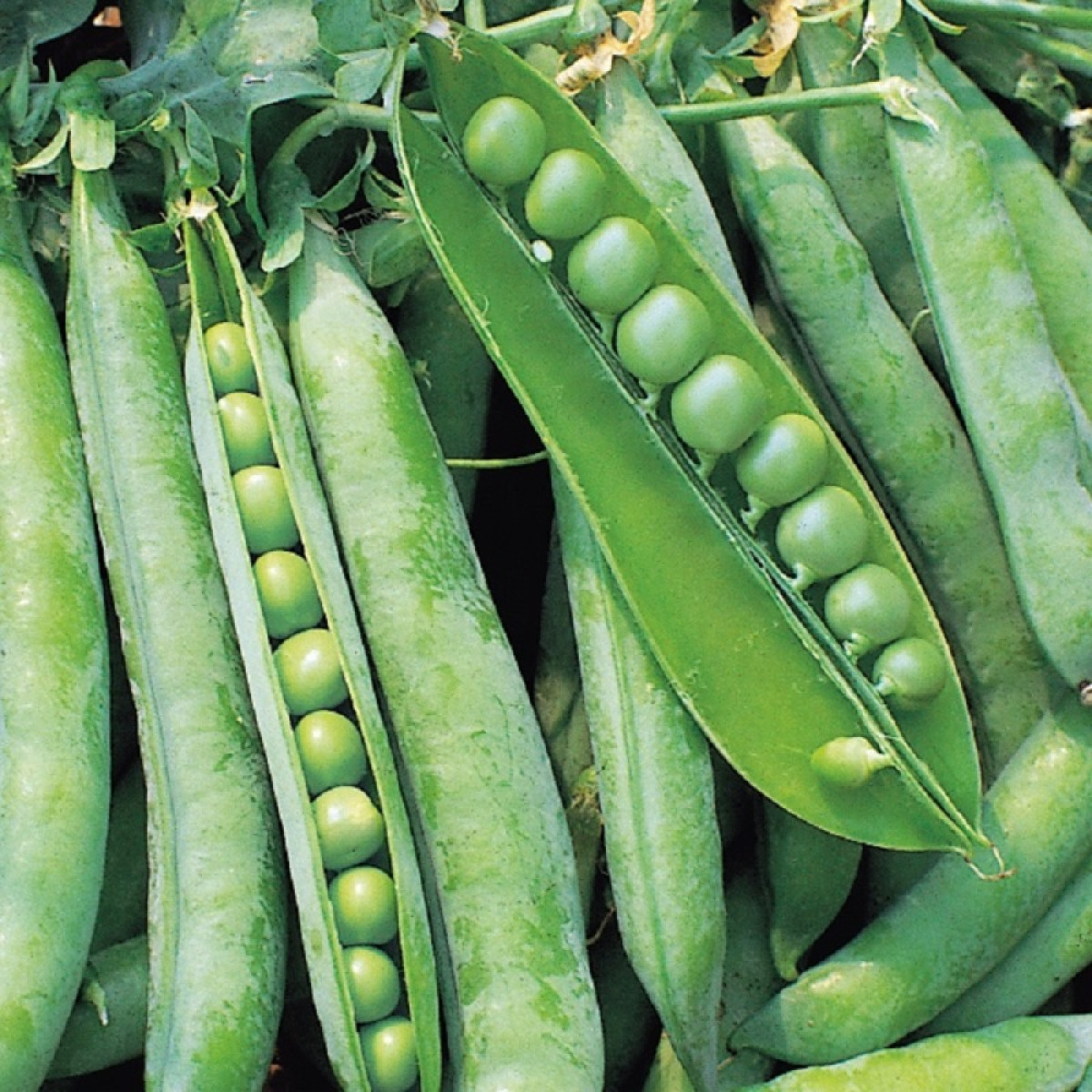 Kings – Pea Hurst Greenshaft
