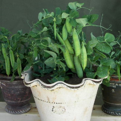Kings – Pea Half Pint