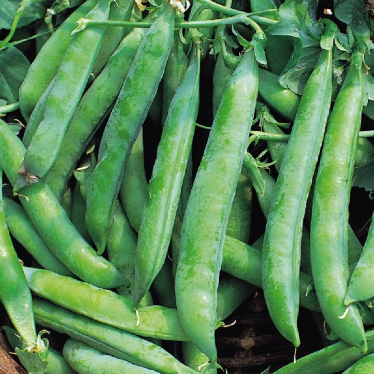 Kings – Pea Kelvendon Wonder