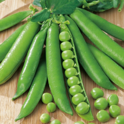 Kings – Pea Meteor