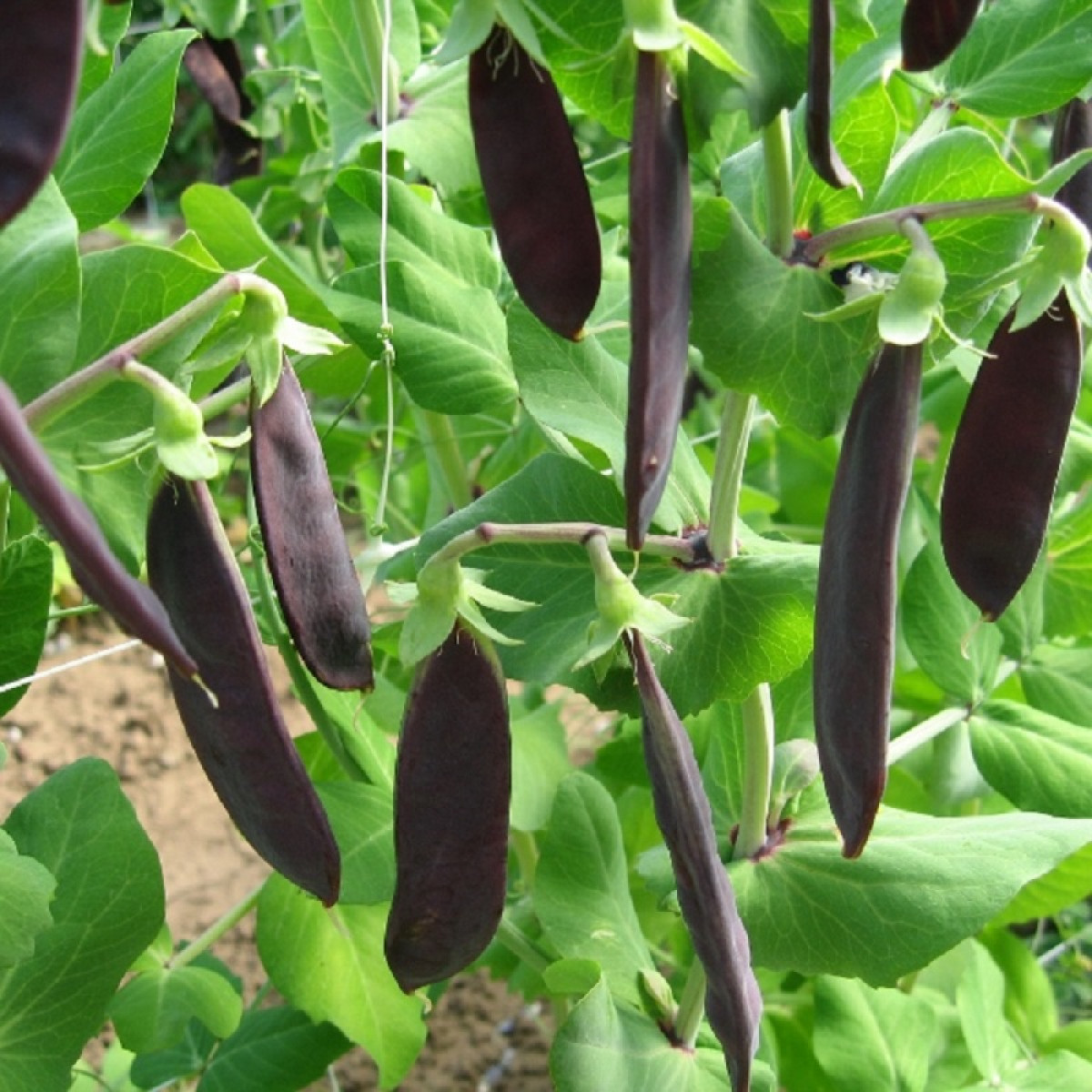 Kings – Pea Shiraz