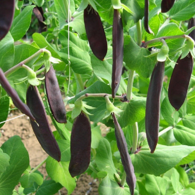Kings – Pea Shiraz