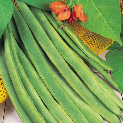 Kings – Runner Beans Enorma