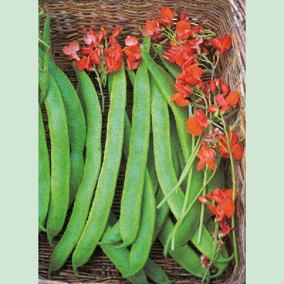 Kings – Runner Beans Lady Di