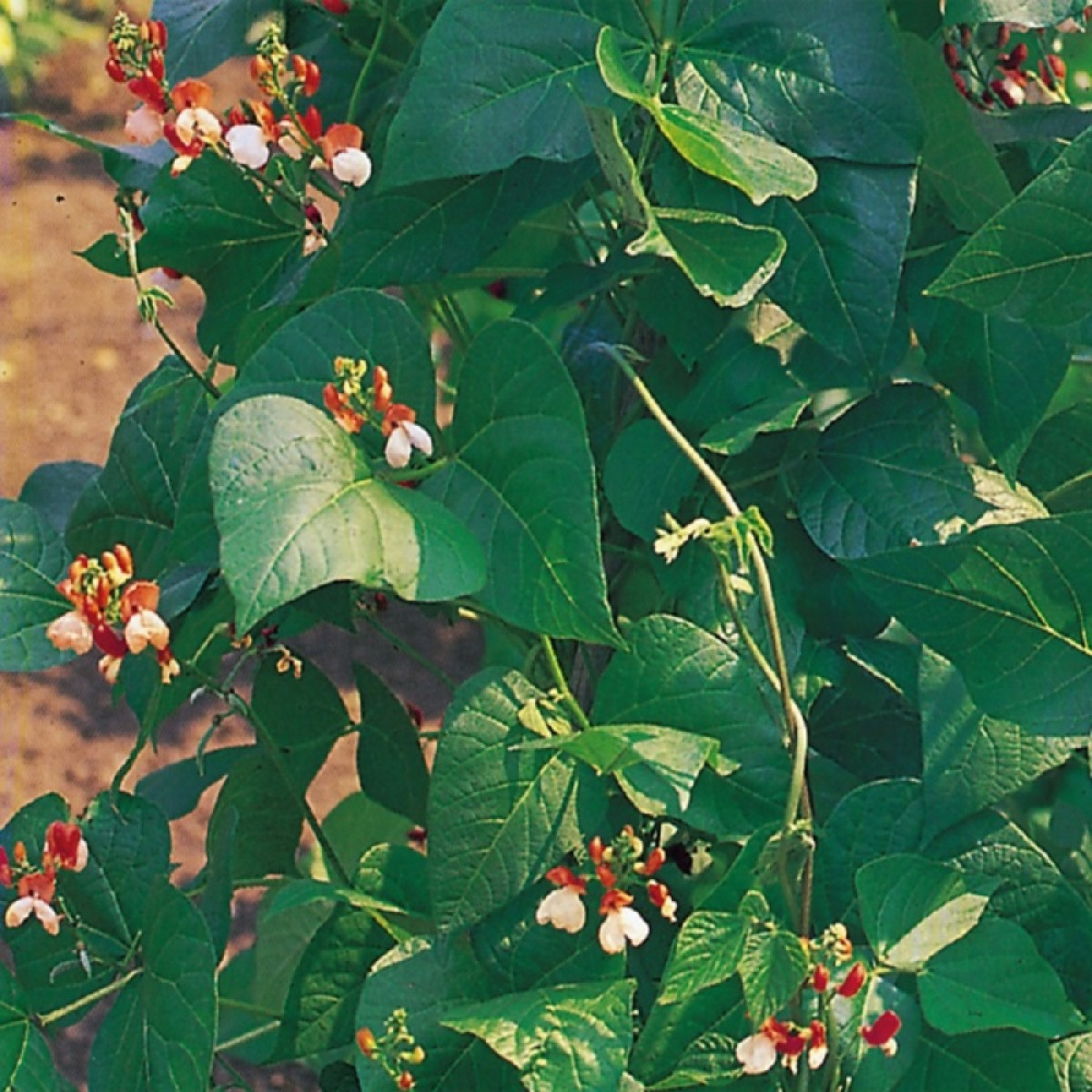 Kings – Runner Beans Painted Lady