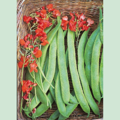 Kings – Runner Beans Prizewinner