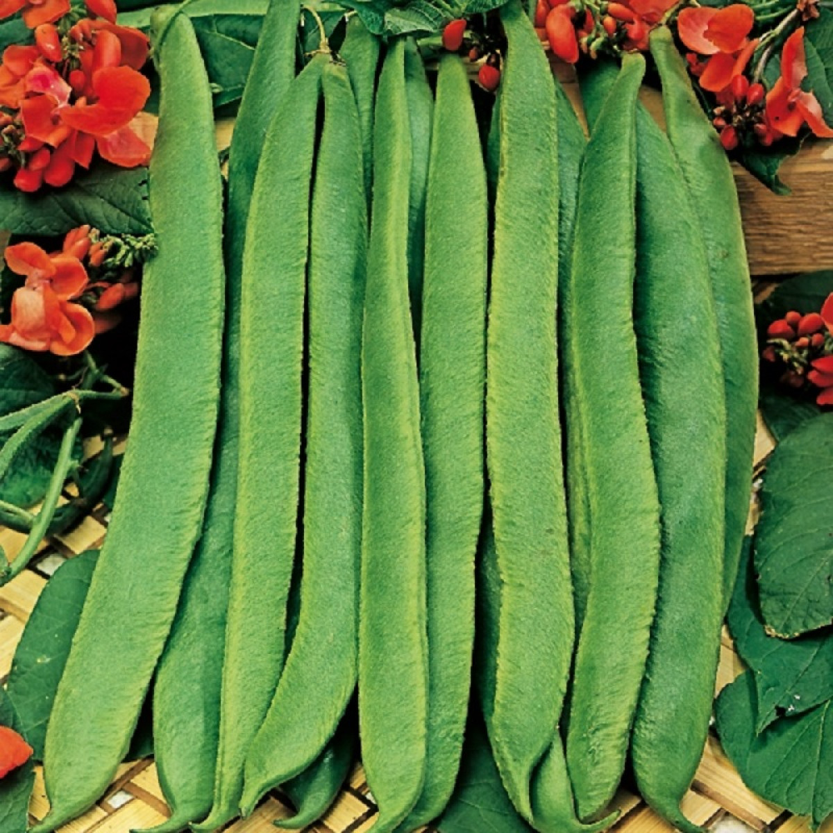 Kings – Runner Beans Scarlet Emperor