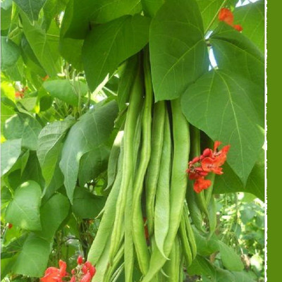 Kings – Runner Beans Firestorm