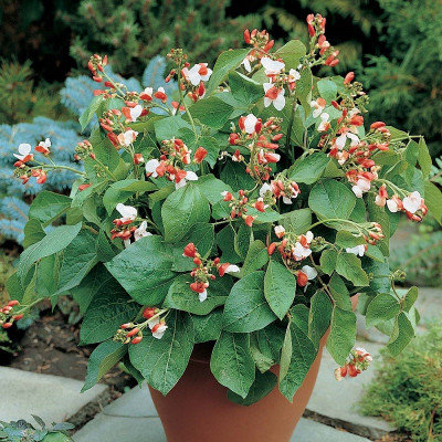 Kings – Runner Beans Hestia