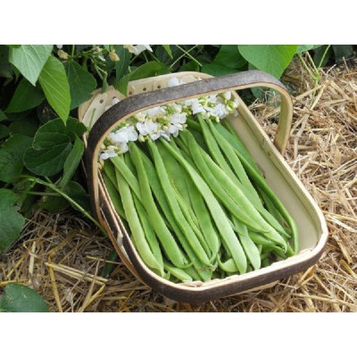Kings – Runner Beans Moonlight