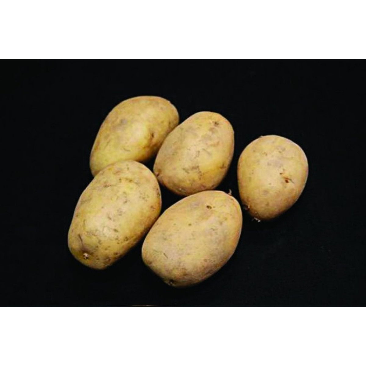 Lady Christl Seed Potatoes – 2kg