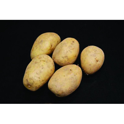 Lady Christl Seed Potatoes – 2kg