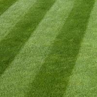 Luxury Grass Seed 20kg