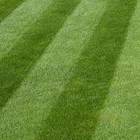 Luxury Grass Seed 5kg
