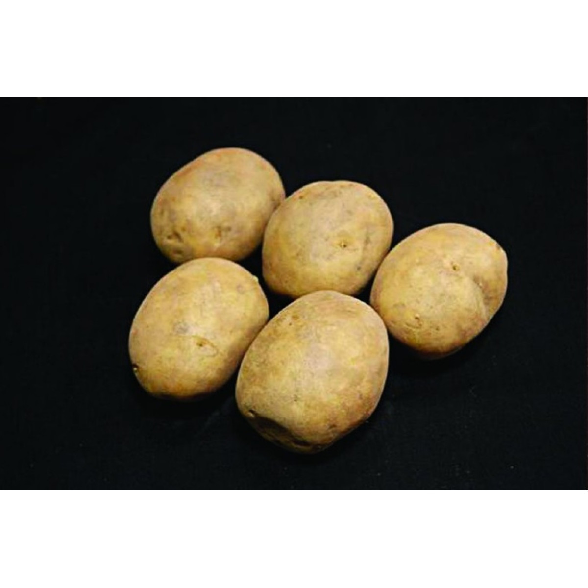 Marfona Seed Potatoes – 2kg