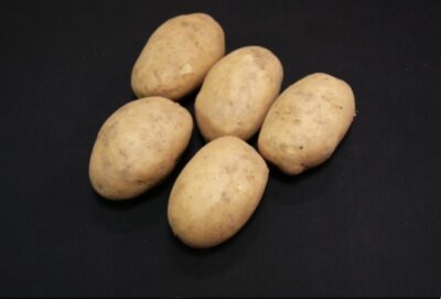 Maris Bard Seed Potatoes – 25kg