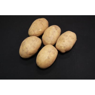 Maris Bard Seed Potatoes – 2kg