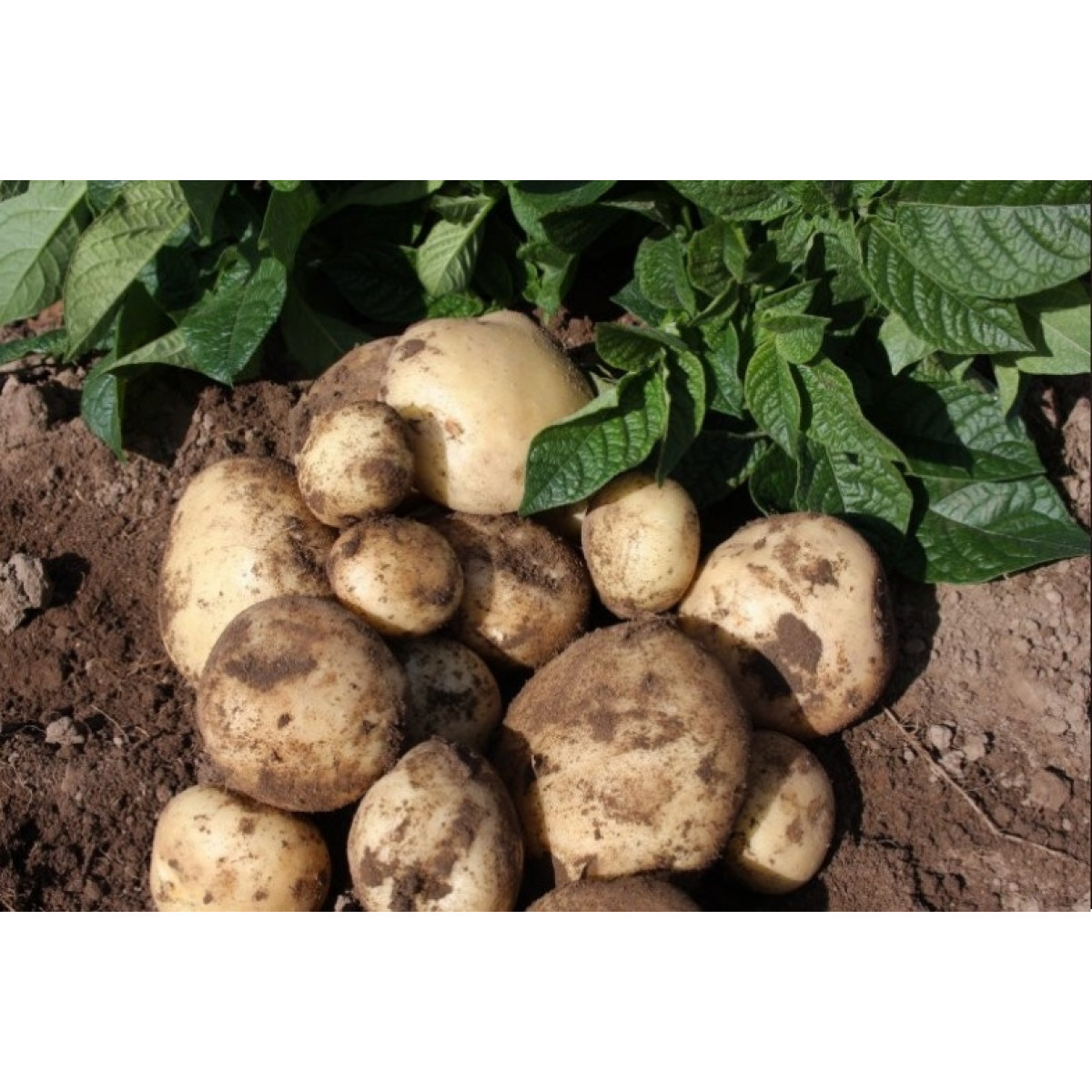 Maris Peer Seed Potatoes – 2kg