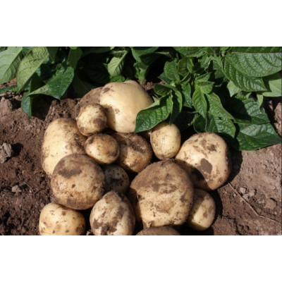 Maris Peer Seed Potatoes – 2kg