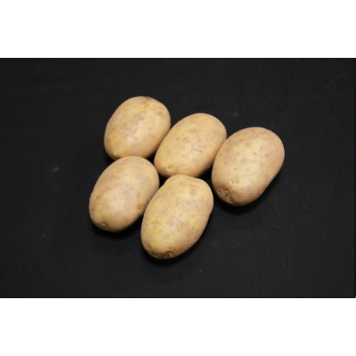 Maris Piper Seed Potatoes – 2kg