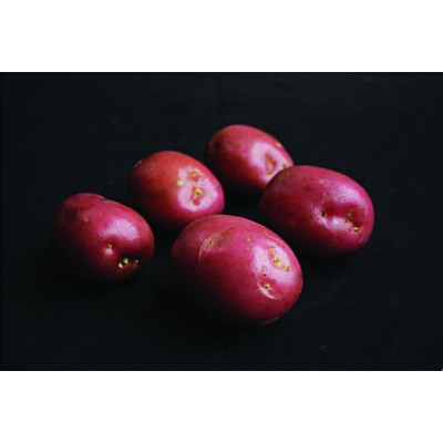 Maxine Seed Potatoes – 25kg