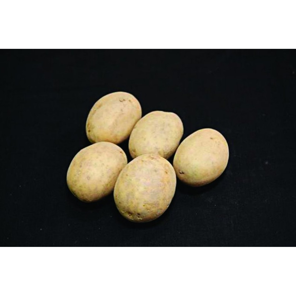 Nadine Seed Potatoes – 2kg