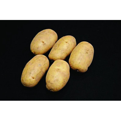 Nicola Seed Potatoes – 25kg