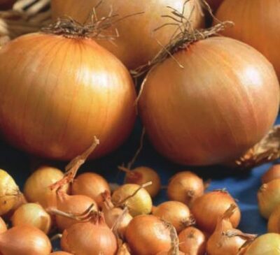 Onions – Stuttgart 20kg