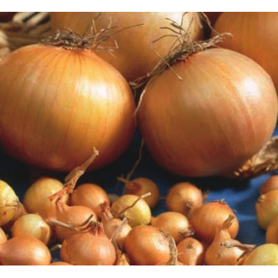 Onions – Stuttgart 20kg