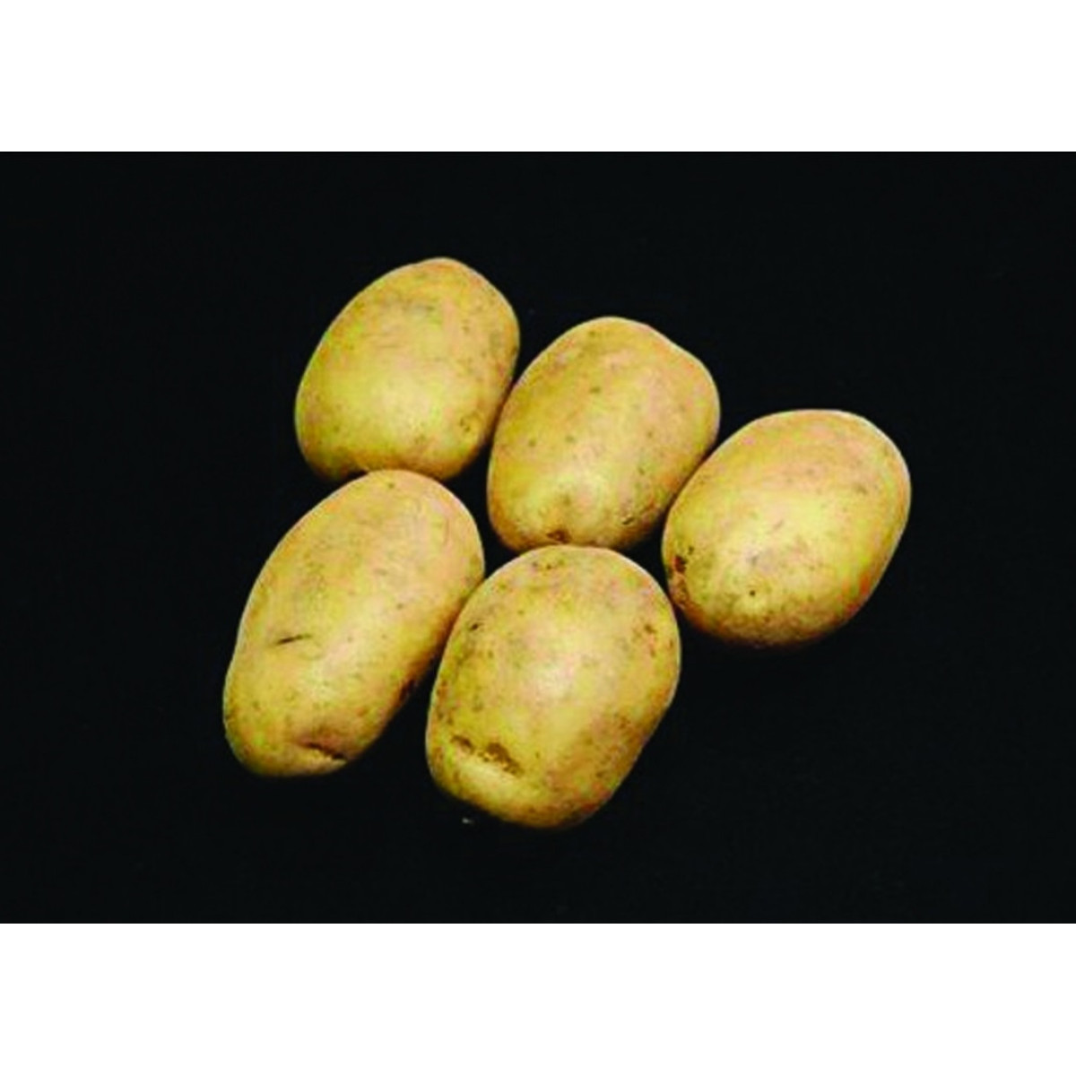 Pentland Crown Seed Potatoes – 2kg