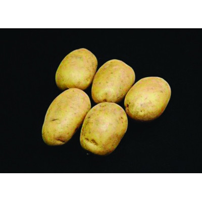 Pentland Crown Seed Potatoes – 2kg