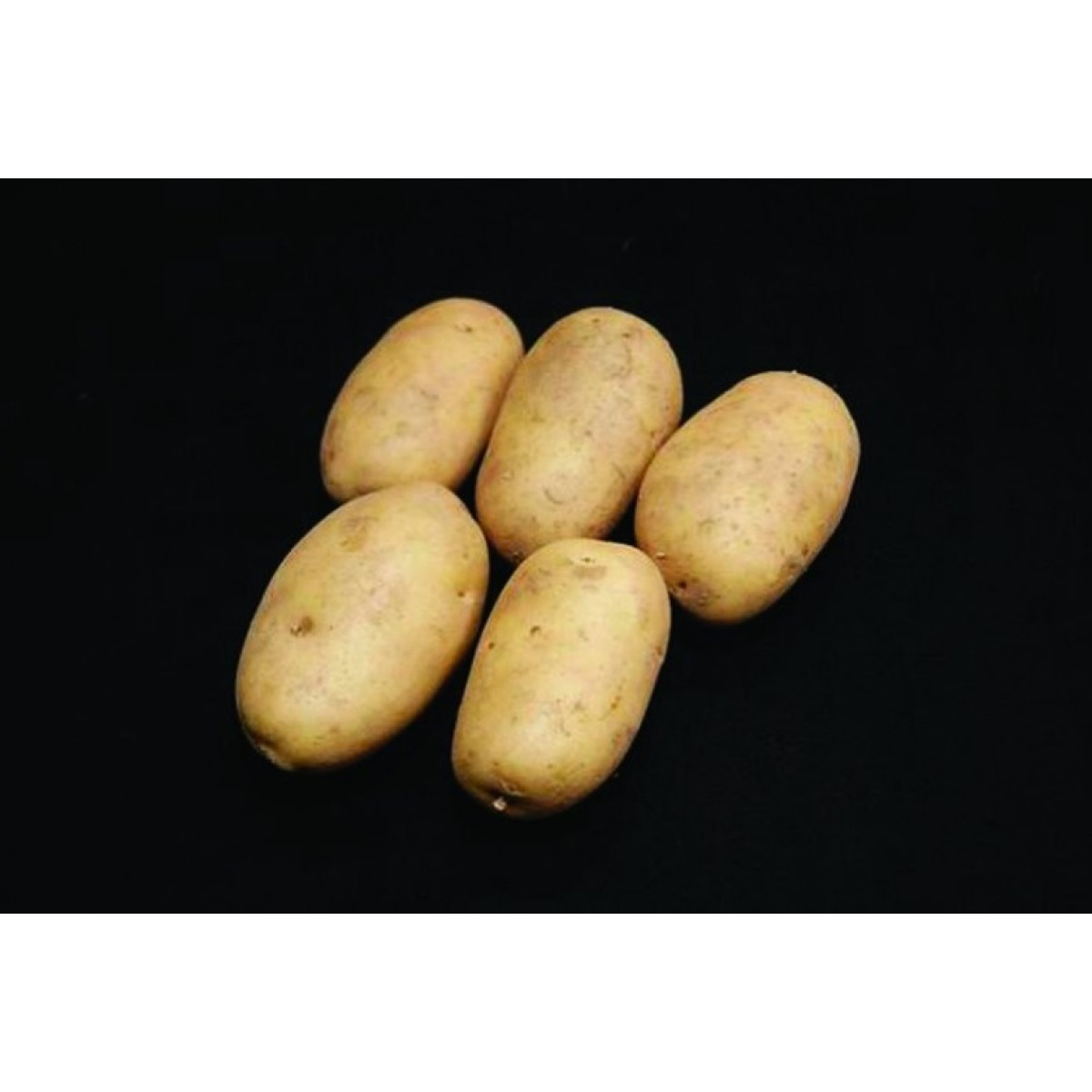 Pentland Dell Seed Potatoes – 2kg