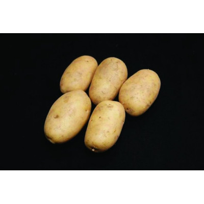 Pentland Dell Seed Potatoes – 2kg