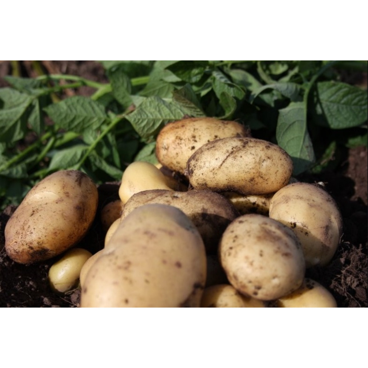 Pentland Javelin Seed Potatoes – 25kg