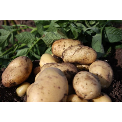 Pentland Javelin Seed Potatoes – 2kg